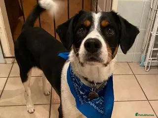 Mixed Breed dogs Buddy 5 years old - Advert 7