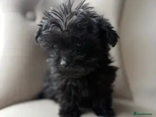 Yorkiepoo dogs Yorkie poo puppy in Renfrew - Advert 2