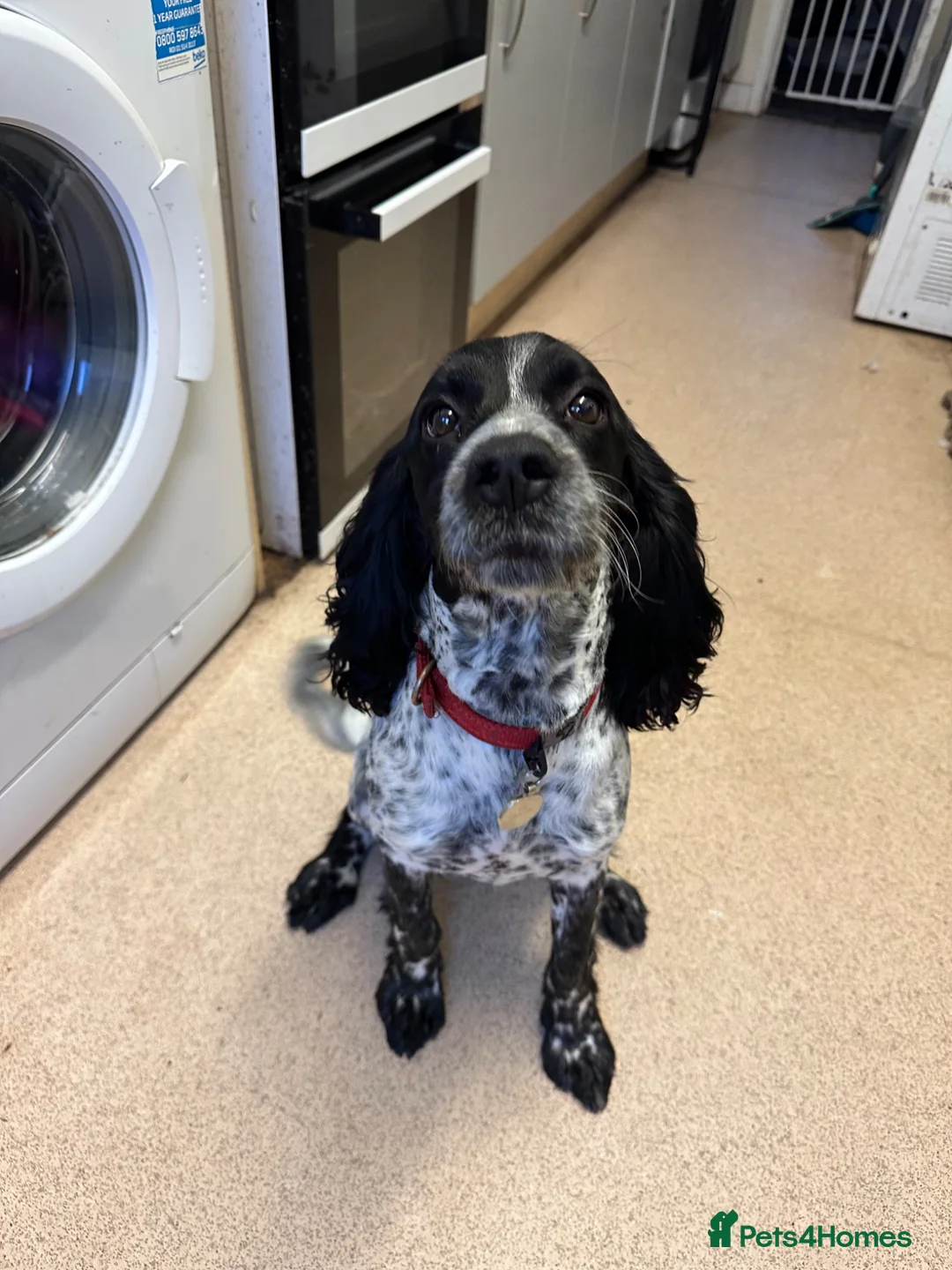 English Springer Spaniel dogs for sale: Eddie in Holyhead - Advert 2