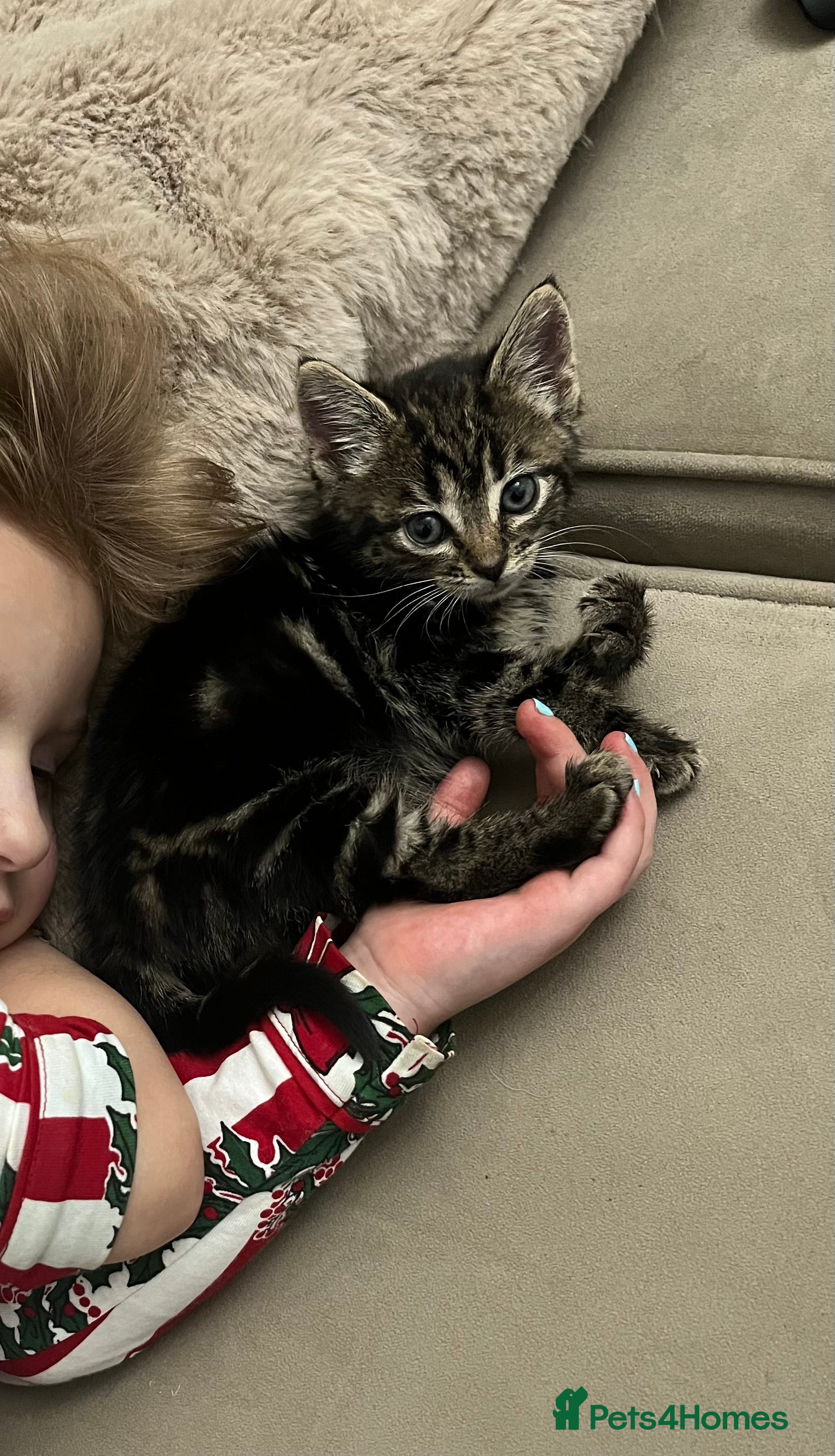 Mixed Breed cats Tabby female kitten  - Advert 1