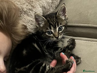 Mixed Breed cats Tabby female kitten - Advert 1