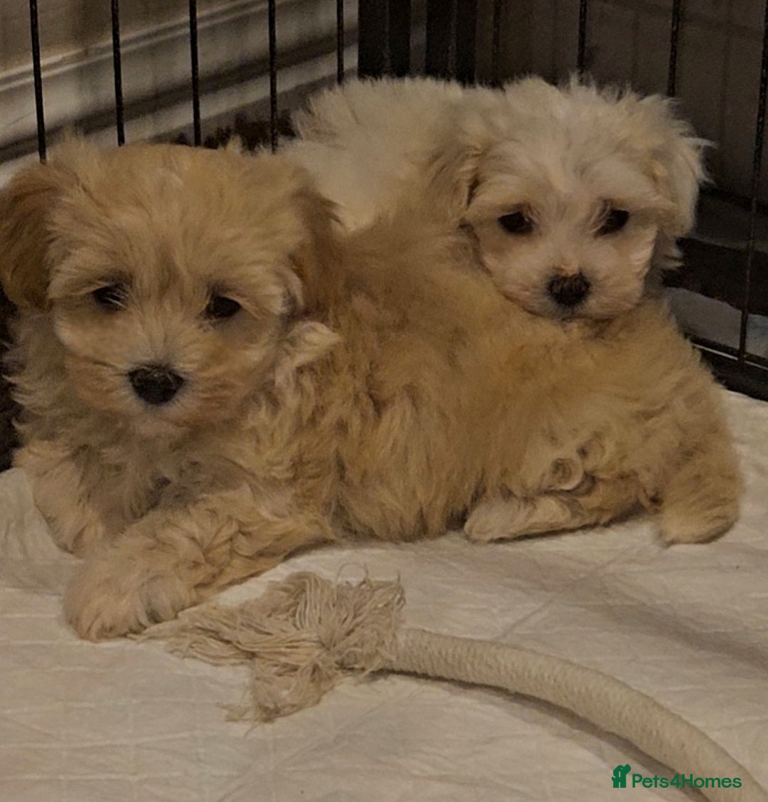Maltipoo dogs for sale: F1 Maltipoo puppies - Advert 4