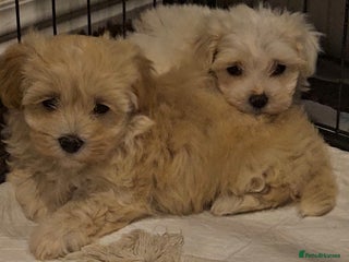 Maltipoo dogs F1 Maltipoo puppies - Advert 13