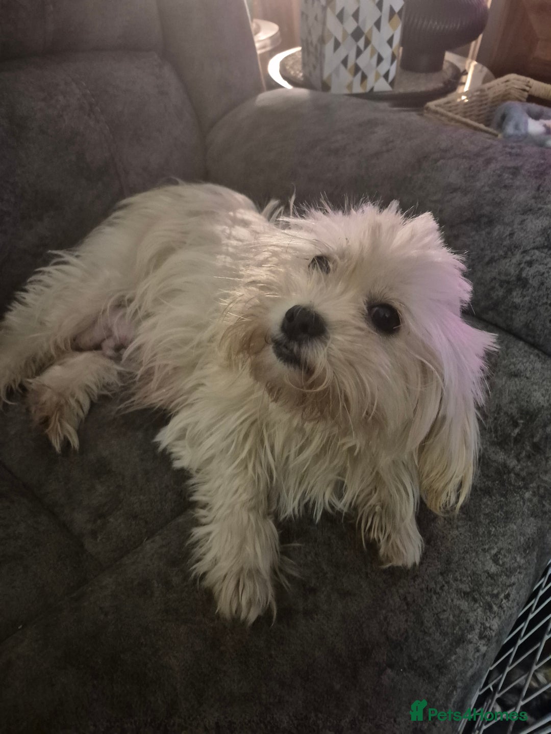 Malshi dogs for sale: 5 beautiful puppies  - Advert 2