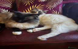Ragdoll cats for sale: DNA tested Ragdoll Kittens - Image 6