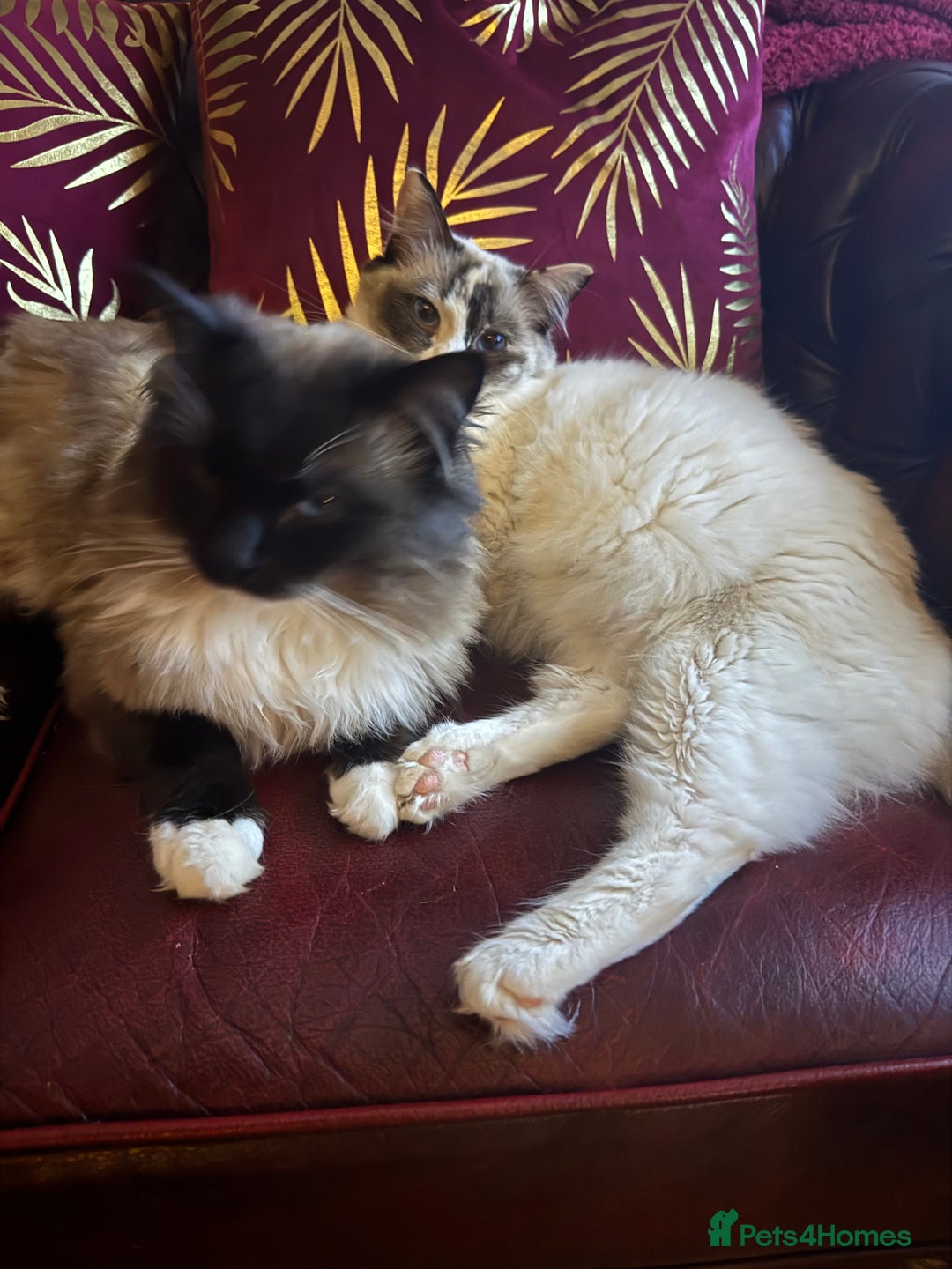 Ragdoll cats for sale: DNA tested Ragdoll Kittens - Image 6