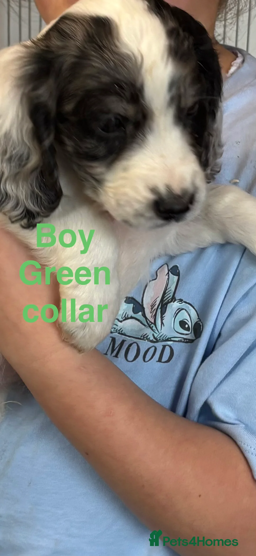 Cocker Spaniel dogs for sale: Cocker Spaniel puppies  - Advert 7