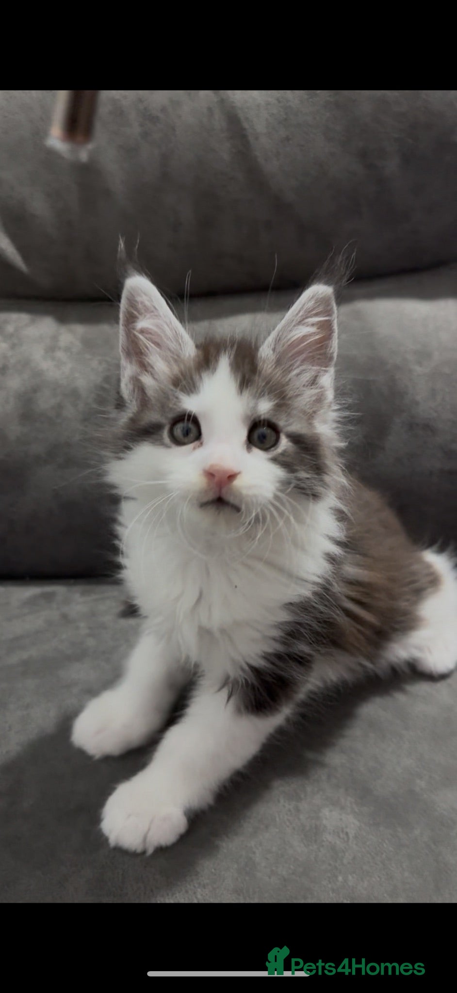 Maine Coon cats Maine coon kittens Tica registered parents  - Advert 11