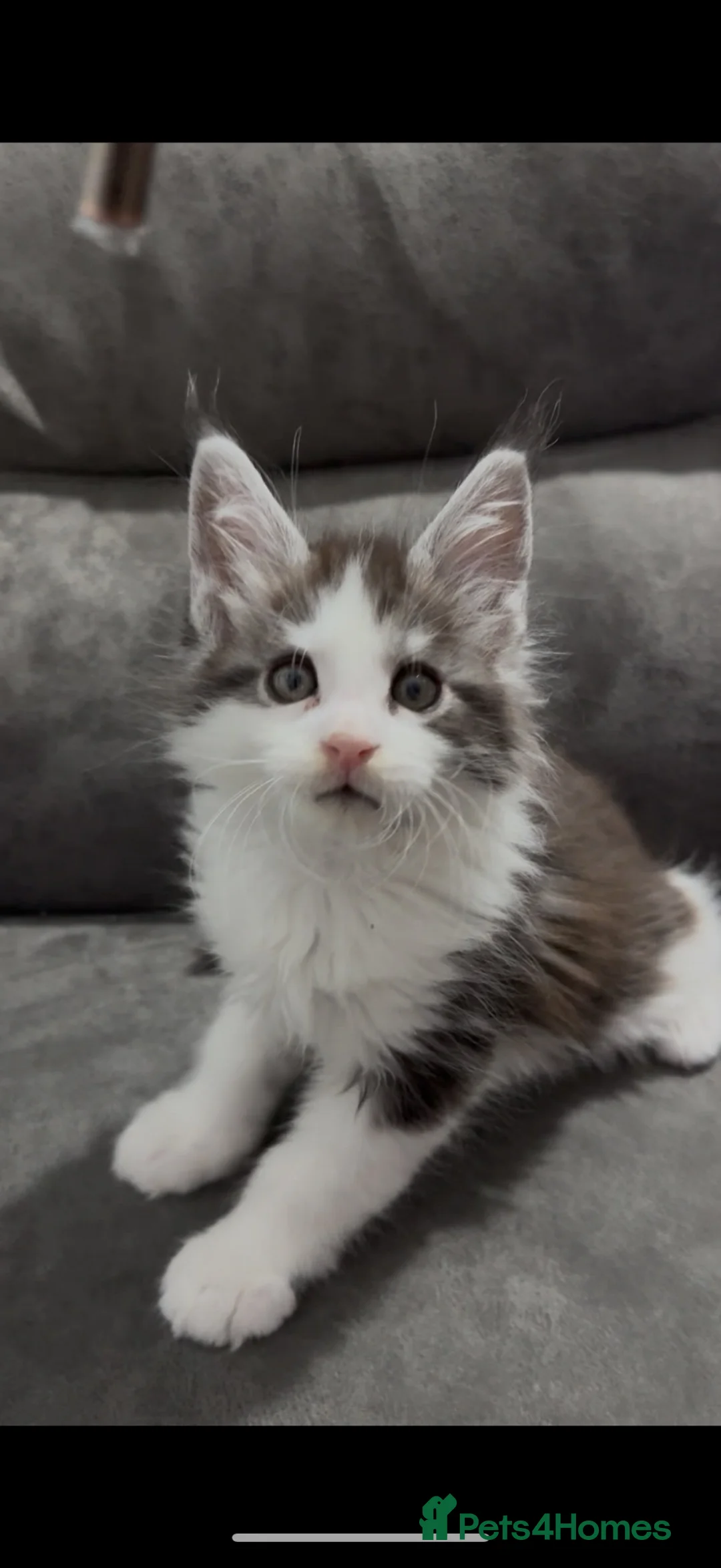 Maine Coon cats for sale: XL Maine coon kitten Tica registered parents  - Advert 1