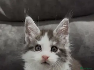Maine Coon cats Maine coon kittens Tica registered parents - Advert 3