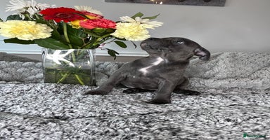 Staffordshire Bull Terrier dogs - Advert 5