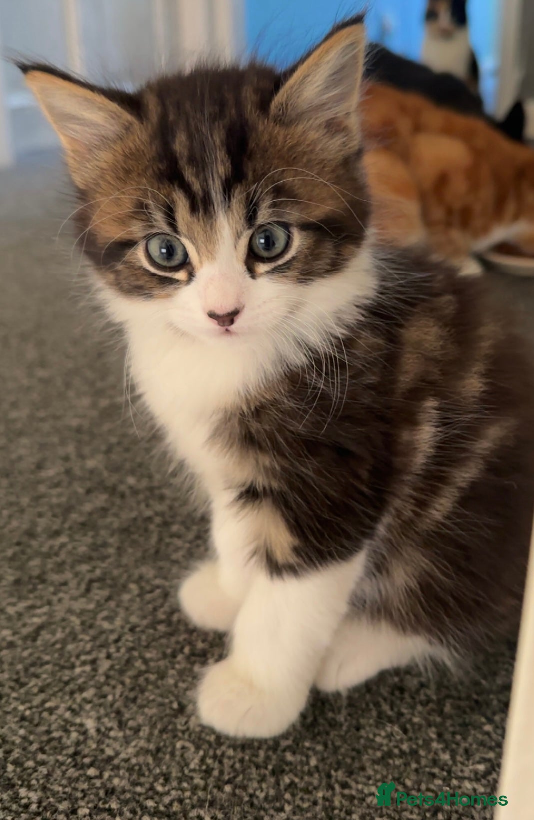 Mixed Breed cats Stunning Tabby kittens  - Advert 2