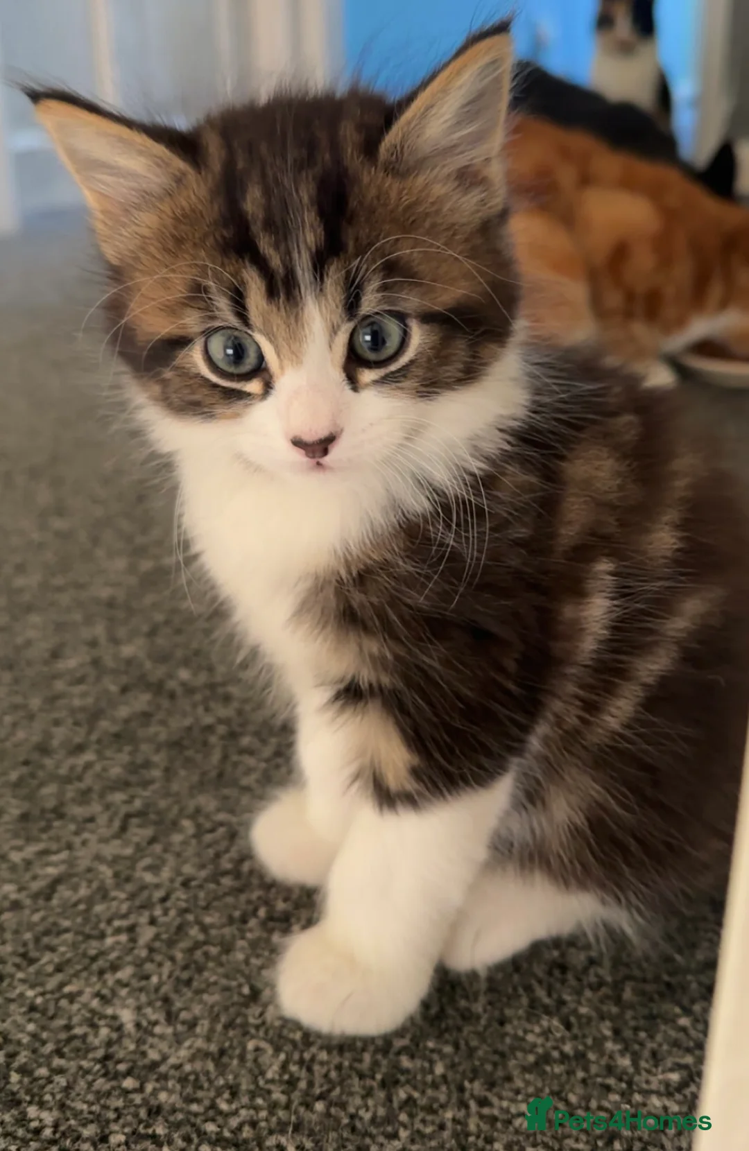 Mixed Breed cats for sale: Stunning Tabby kittens  - Advert 1