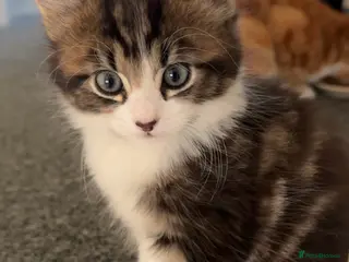 Mixed Breed cats Stunning Tabby kittens - Advert 2