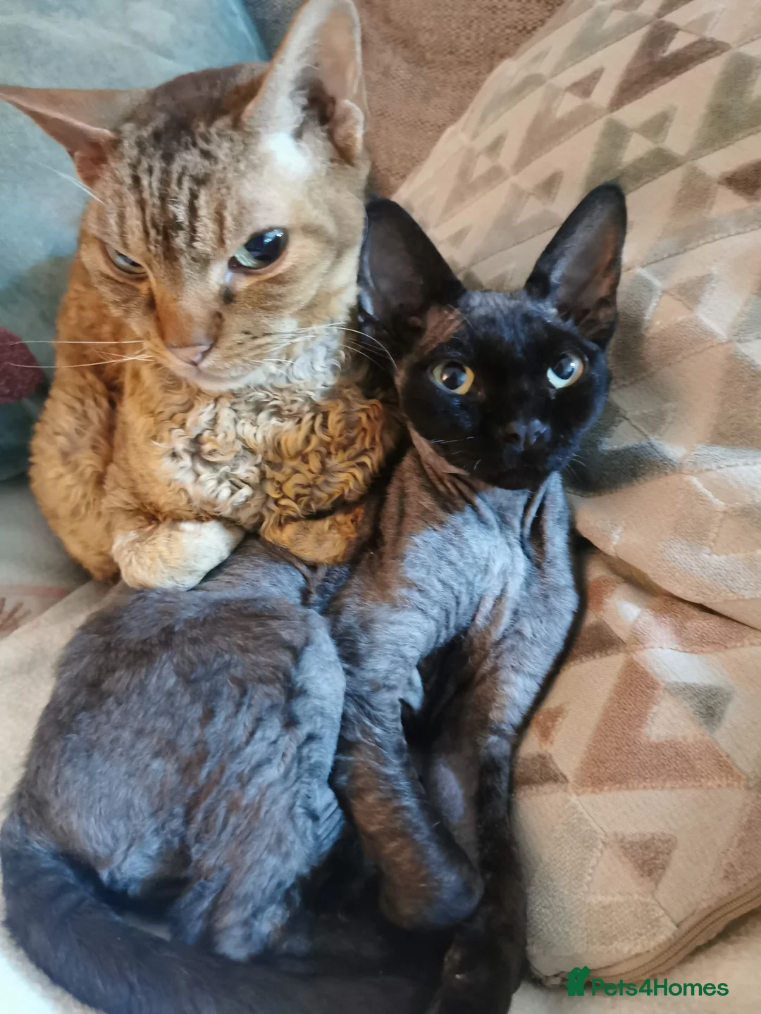Devon Rex cats for stud: STUD ONLY - Xenopaws Ripley's Hero (Bishop) - Advert 13