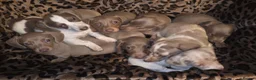 Dachshund dogs for sale: Cheeky Mini daschunds babies - Advert 12