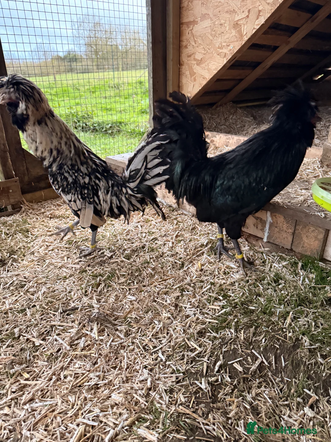 Chickens poultry for sale: x2 Polish Cockerels in Belper - Advert 2