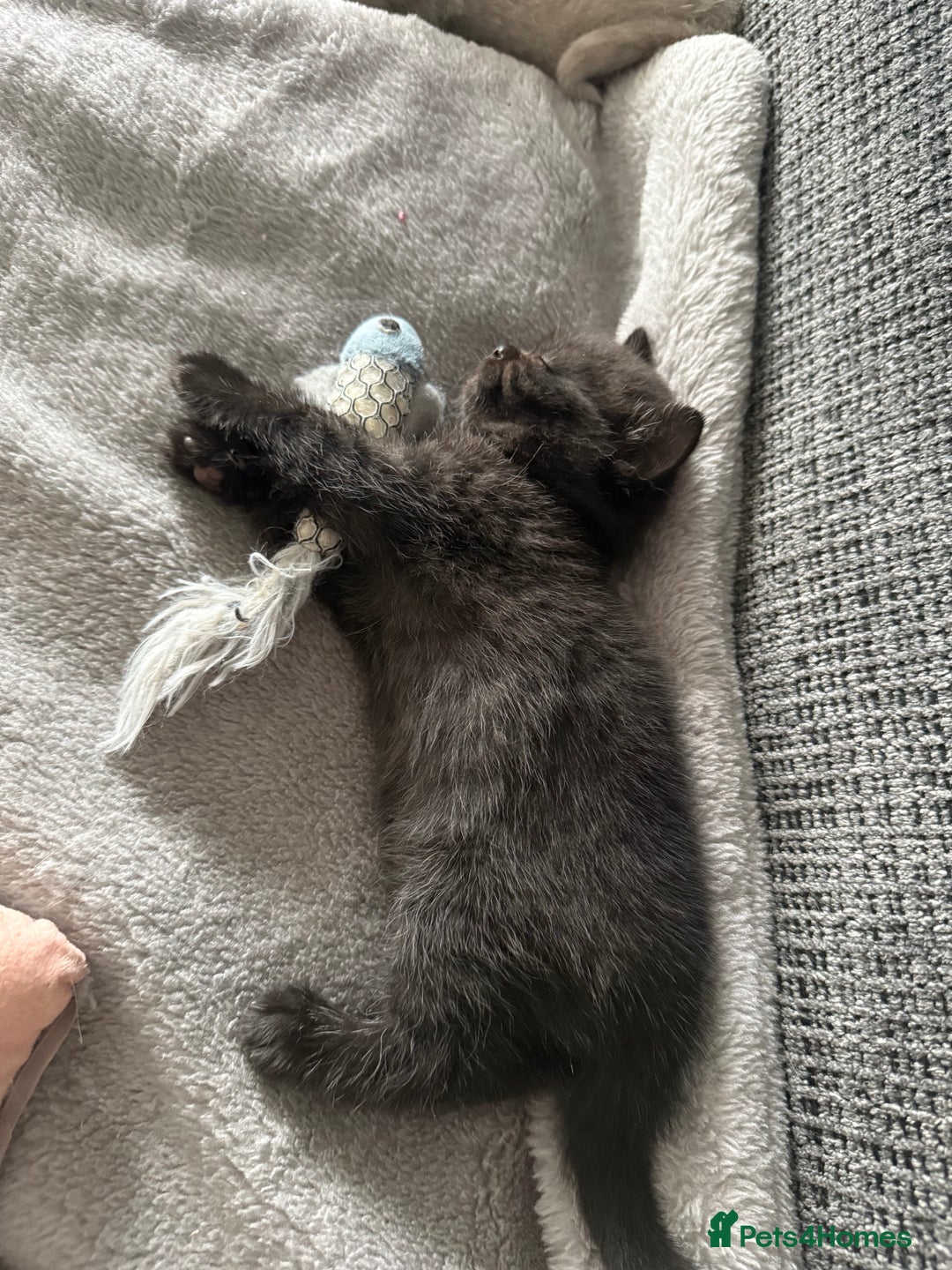 British Shorthair cats for sale: Champion Line British Shorthair Kittens - Image 28