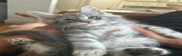 Maine Coon cats for sale: 2 tica Maine coones ready 12th of June  - Advert 10
