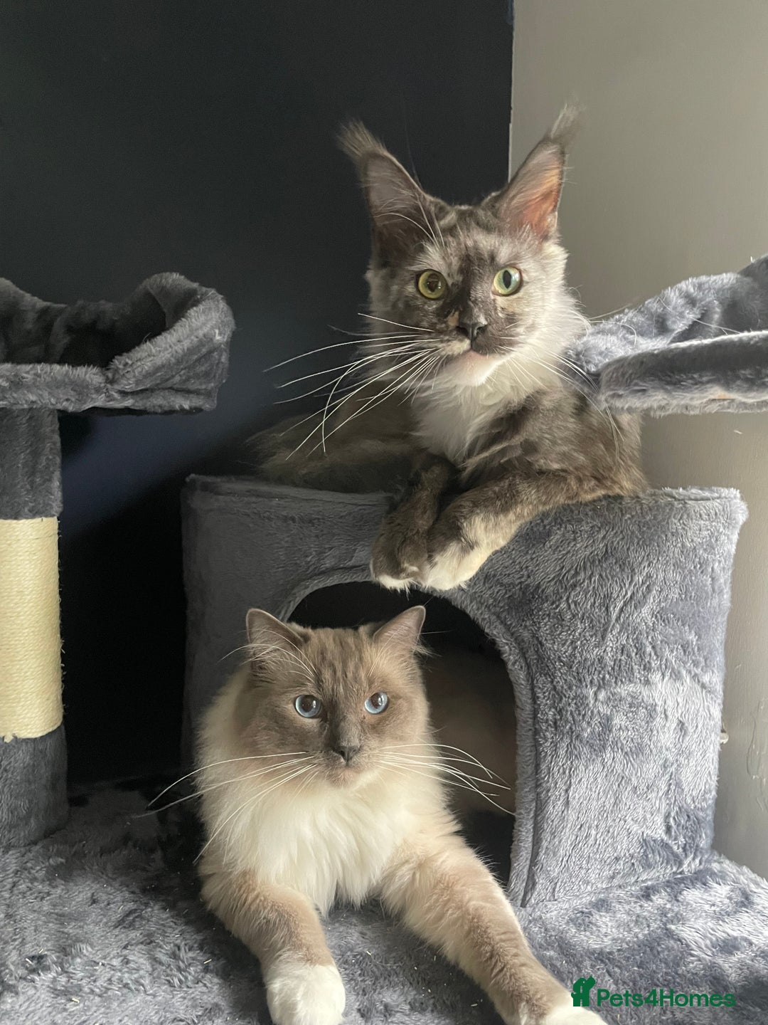Ragdoll cats for sale: 4 maincoon x ragdoll kittens - Advert 1