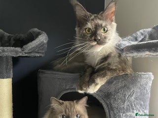 Ragdoll cats 4 maincoon x ragdoll kittens - Advert 4