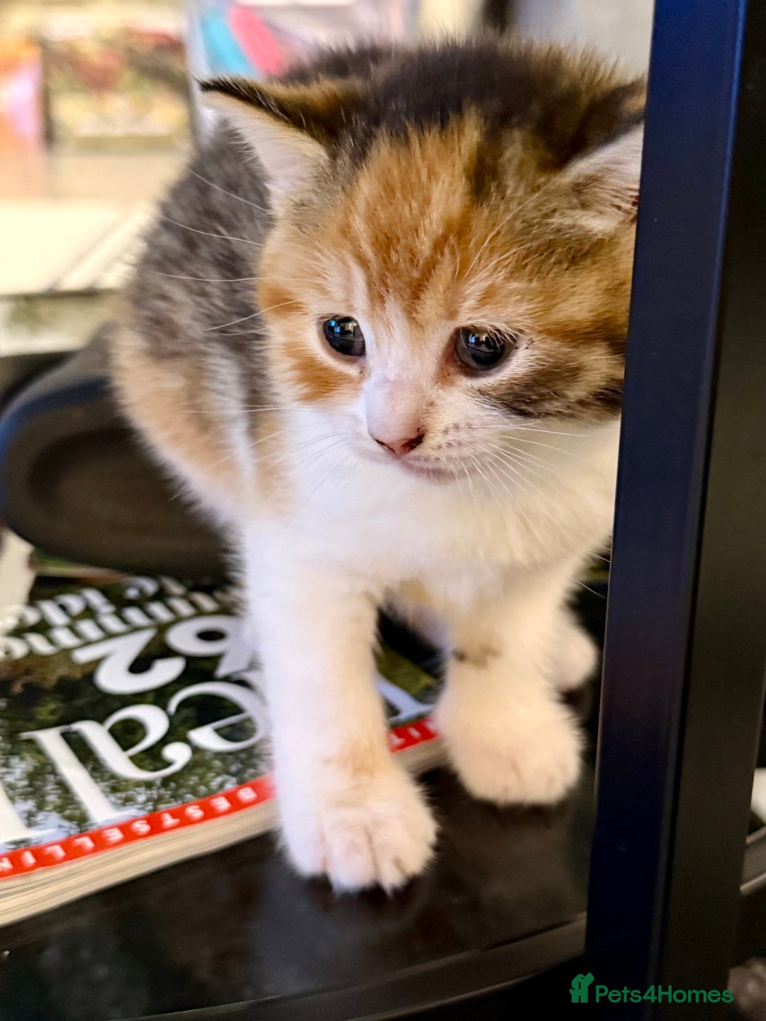 Mixed Breed cats for sale: Beautiful kittens 🐈‍⬛ - Advert 15