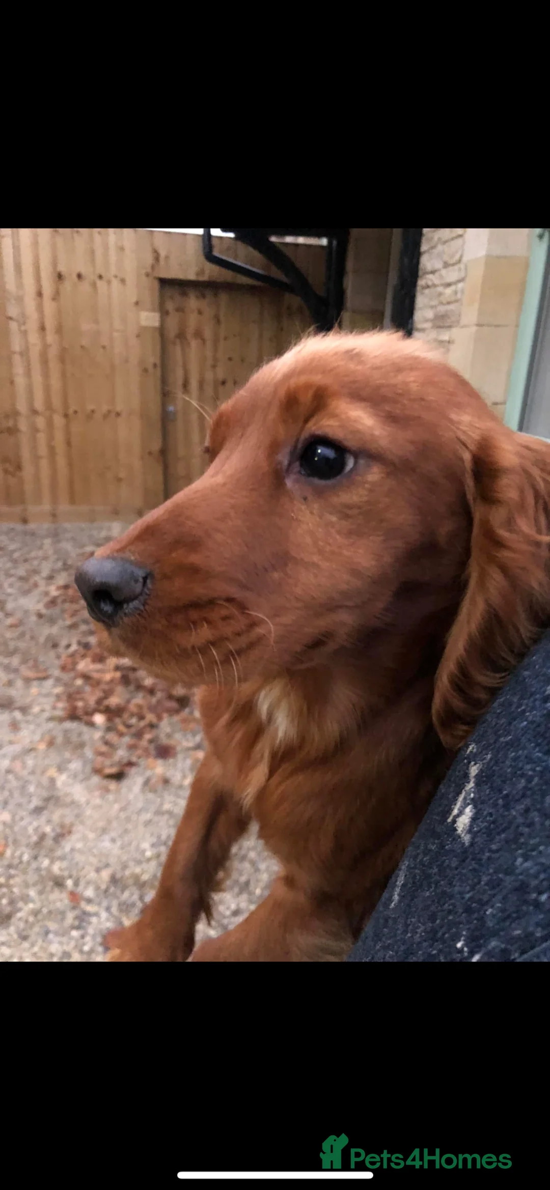 Cockapoo dogs for sale: F1 gorgeous cockapoo puppy’s  - Advert 1