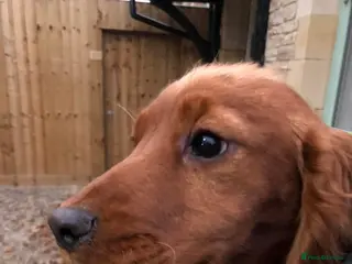 Cockapoo dogs F1 gorgeous cockapoo puppy’s - Advert 1