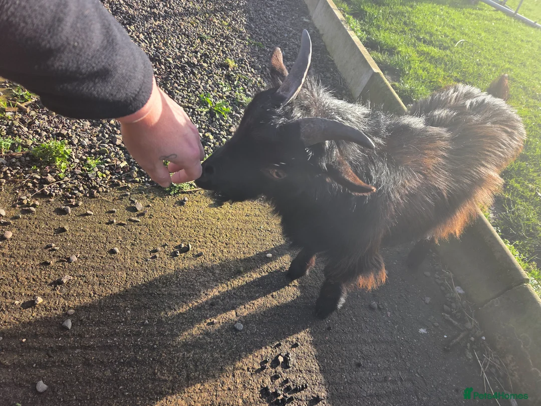 Goats livestock for sale: Male pygmy goat - Advert 2