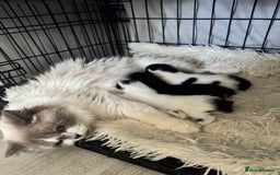 Persian cats for sale: Persian x kittens - Image 2