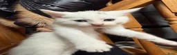Mixed Breed cats for sale: Mix maincoon kittens - Advert 21