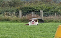 Border Collie dogs for sale: Beautiful 1 year old male border collie - Image 2