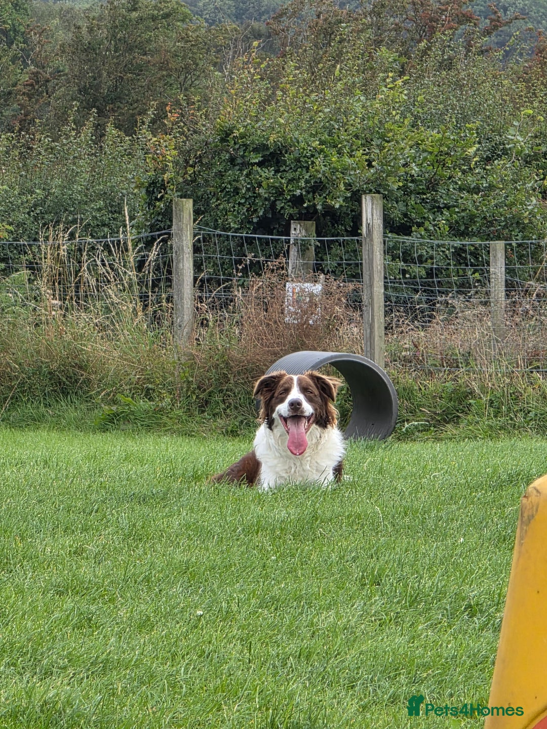 Border Collie dogs for sale: Beautiful 1 year old male border collie - Image 2