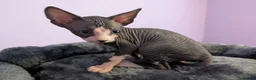 Sphynx cats for sale: ***TICA ACTIVE*** - PURE BREAD SPHYNX - AVAILABLE - Advert 29