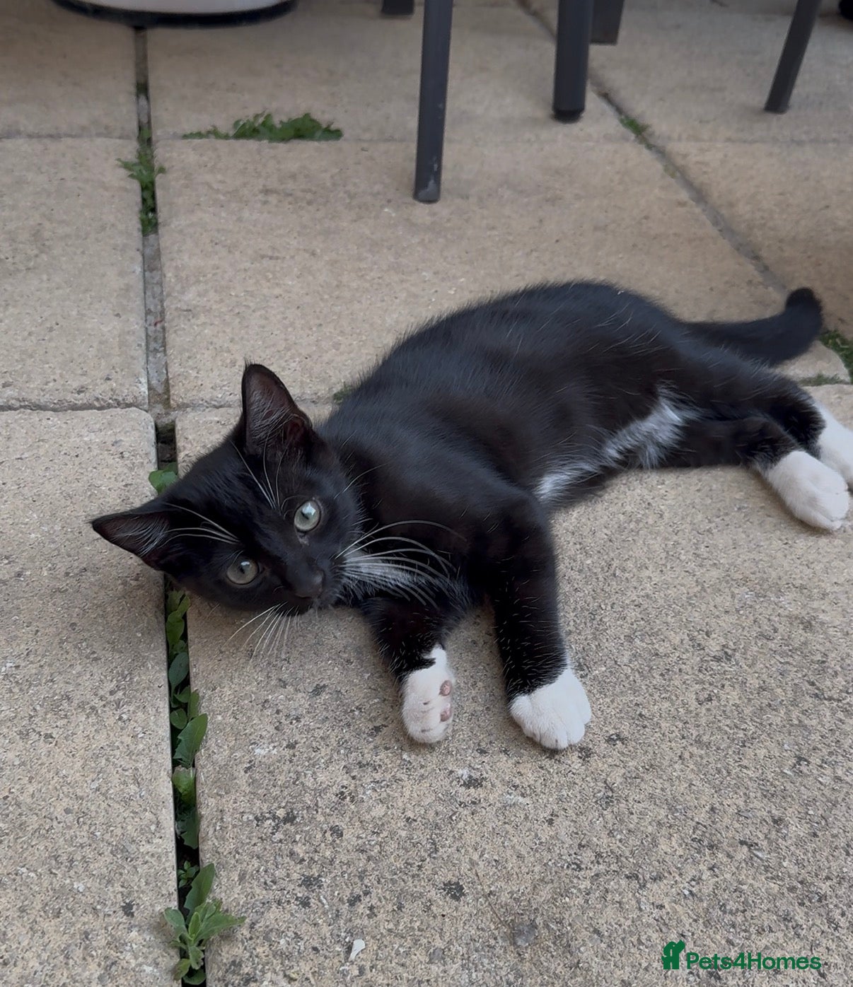 Domestic Shorthair cats Black White Cat - Advert 9