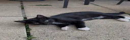 Domestic Shorthair cats for sale: Black White Cat - Advert 1