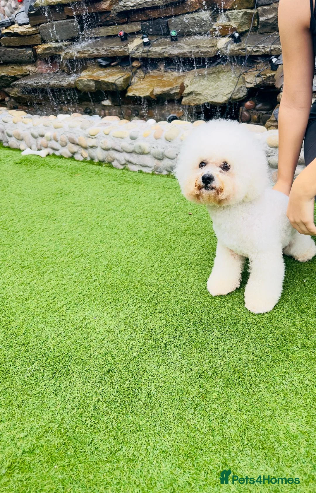 Bichon Frise dogs for sale: KC Registered Bichon Frise Champion Lines  - Advert 2