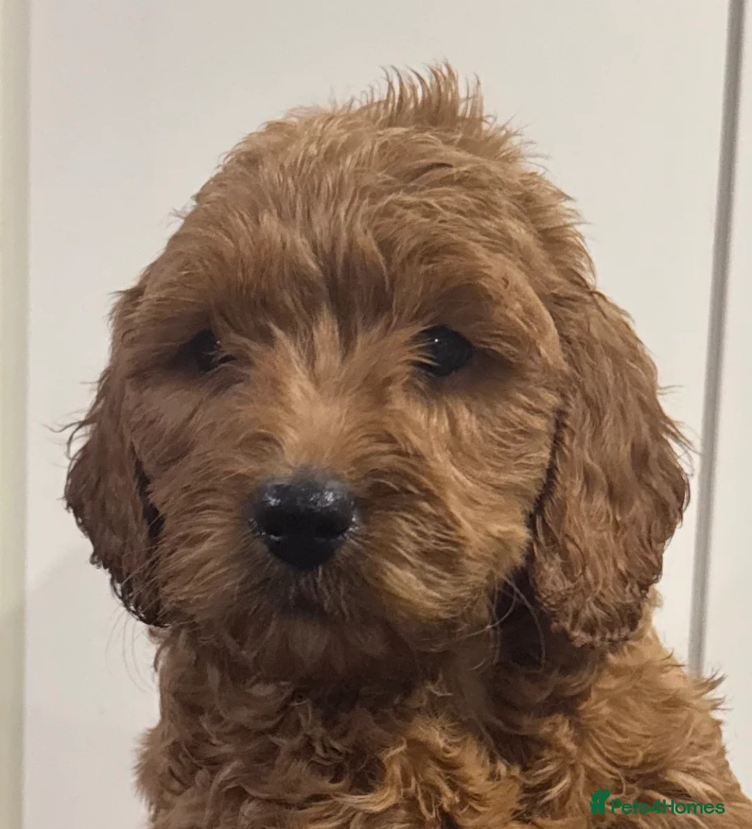 Mini Goldendoodle dogs for sale: Health-checked Happy Fluffy Puppies - Advert 9