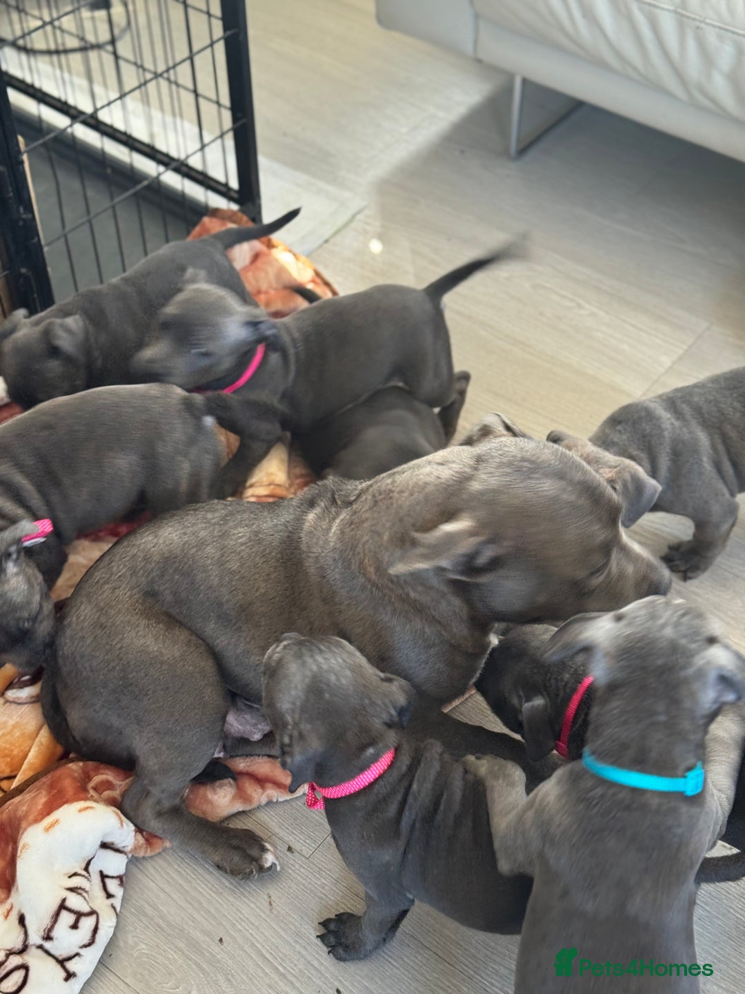 Staffordshire Bull Terrier dogs for sale: KC staff puppy for sale ready to go - Image 5
