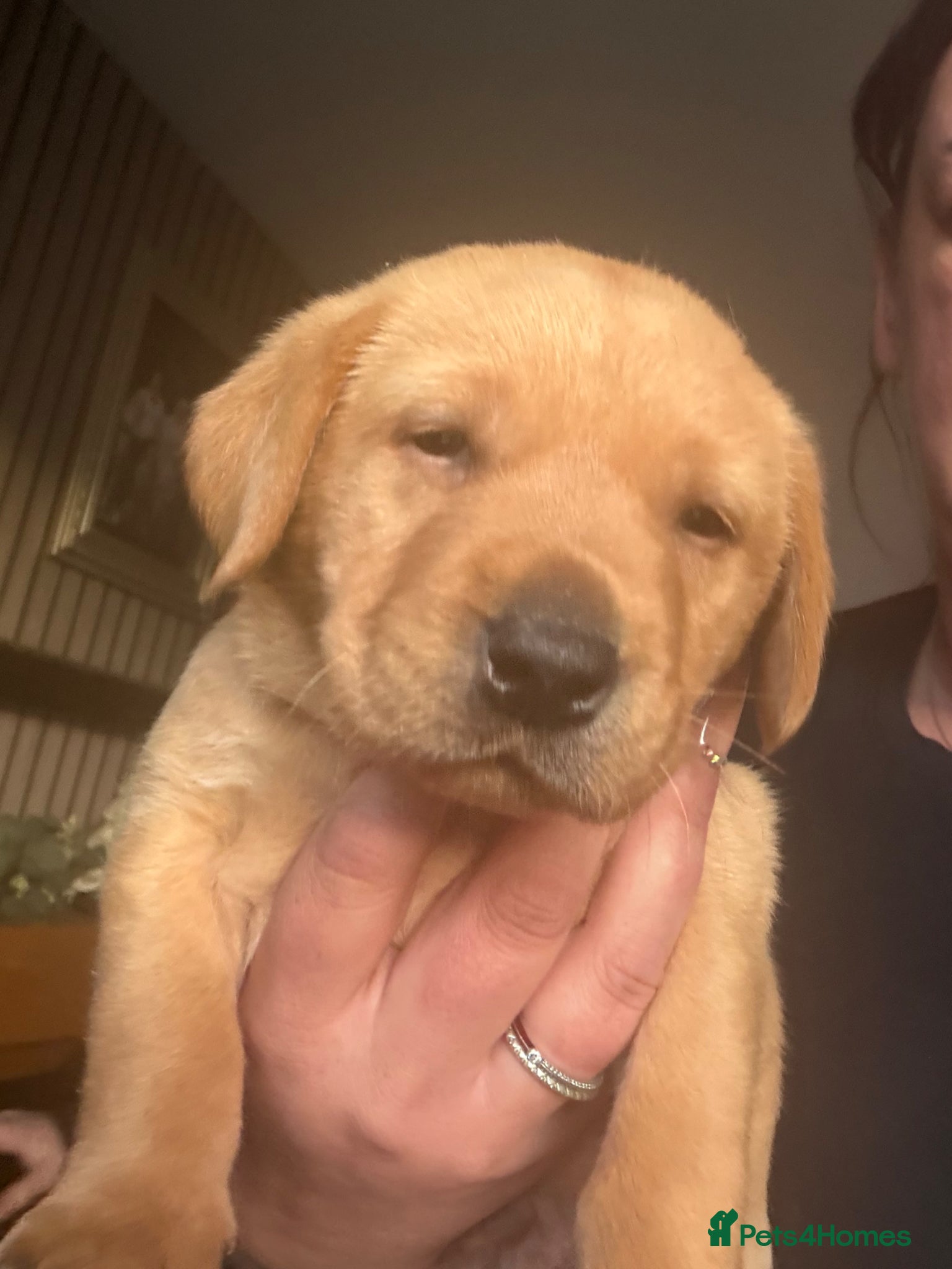 Labrador Retriever Puppy 1
