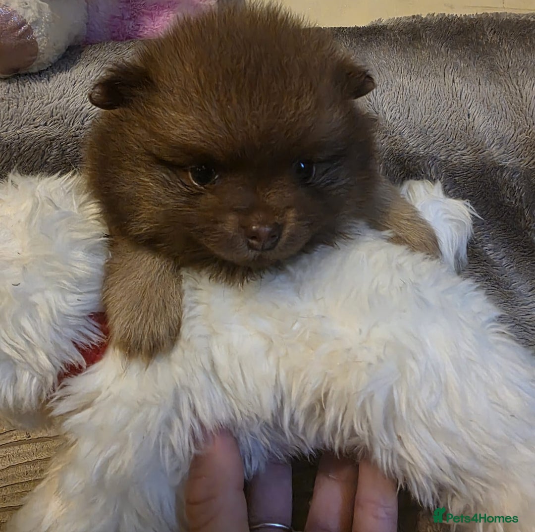 Pomeranian dogs for sale: Rare miniature Teddy face pomeranian puppies  - Image 14
