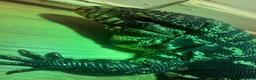 Lizard reptiles for sale: Black and black Tegu in Thetford - Advert 3