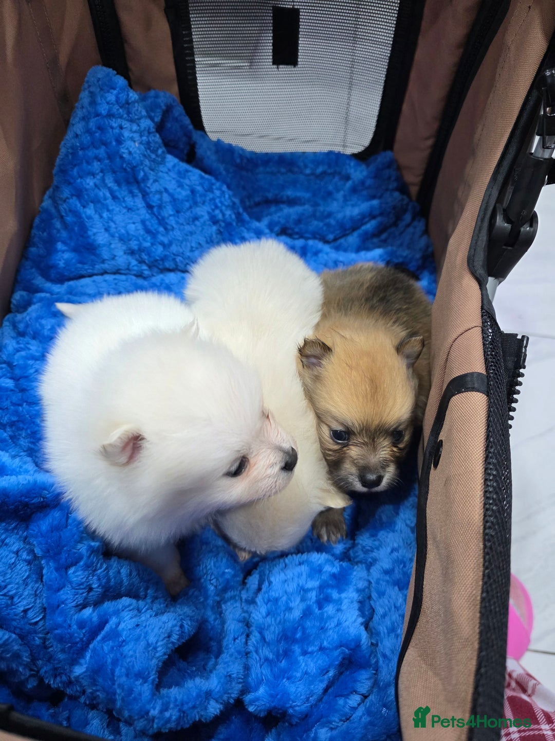 Pomeranian dogs for sale: Fluff balls so cute active pom pups - Advert 6