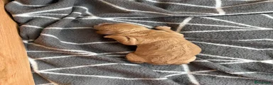 Cockapoo 1