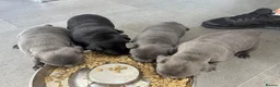 Staffordshire Bull Terrier dogs for sale: KC staffy pups  in Bridgend - Advert 9