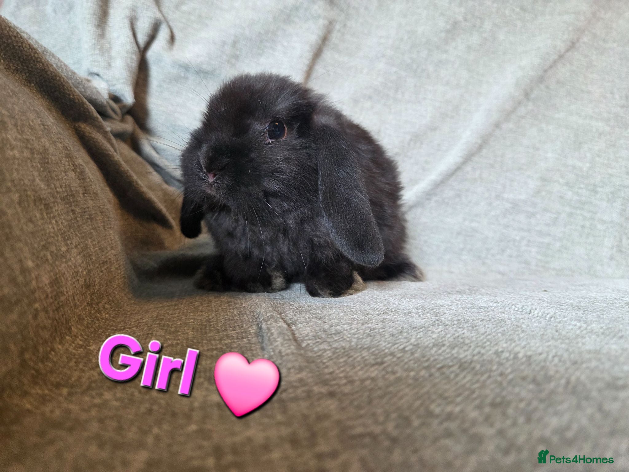 Mini Lop rabbits VERY TAME Mini lop baby bunnies ready to leave now - Advert 2