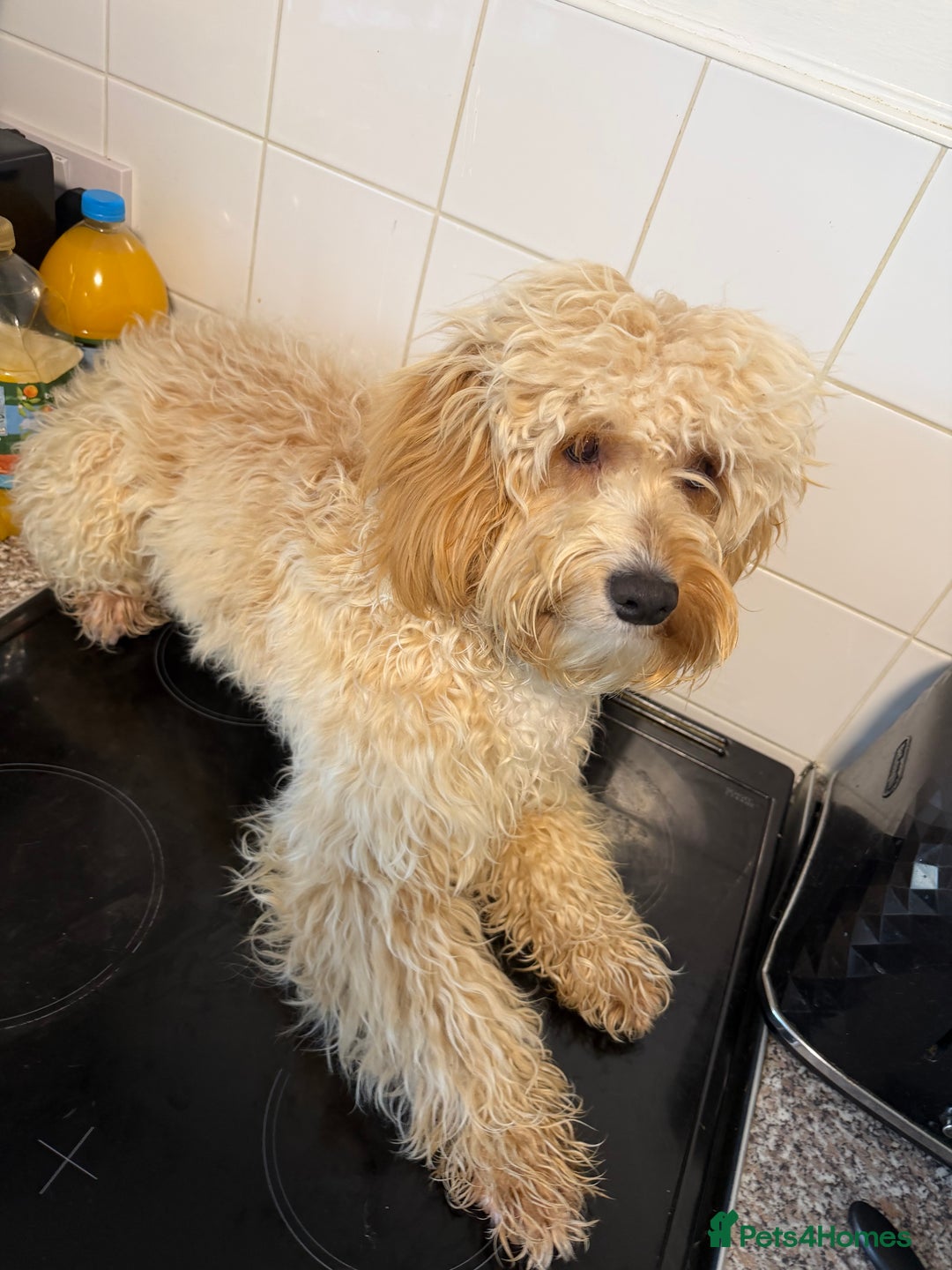 Cockapoo dogs for sale: Cockapoo  - Advert 5