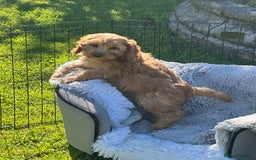 Cockapoo dogs for sale: Cockapoo babies  - Image 11
