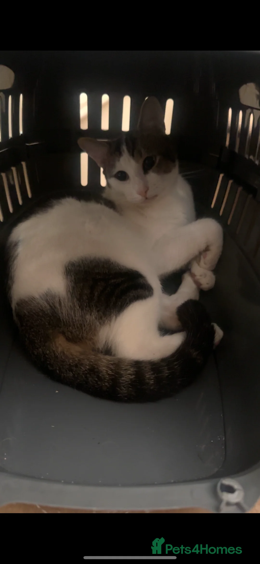 Mixed Breed cats for sale: Cat for sale  - Advert 2