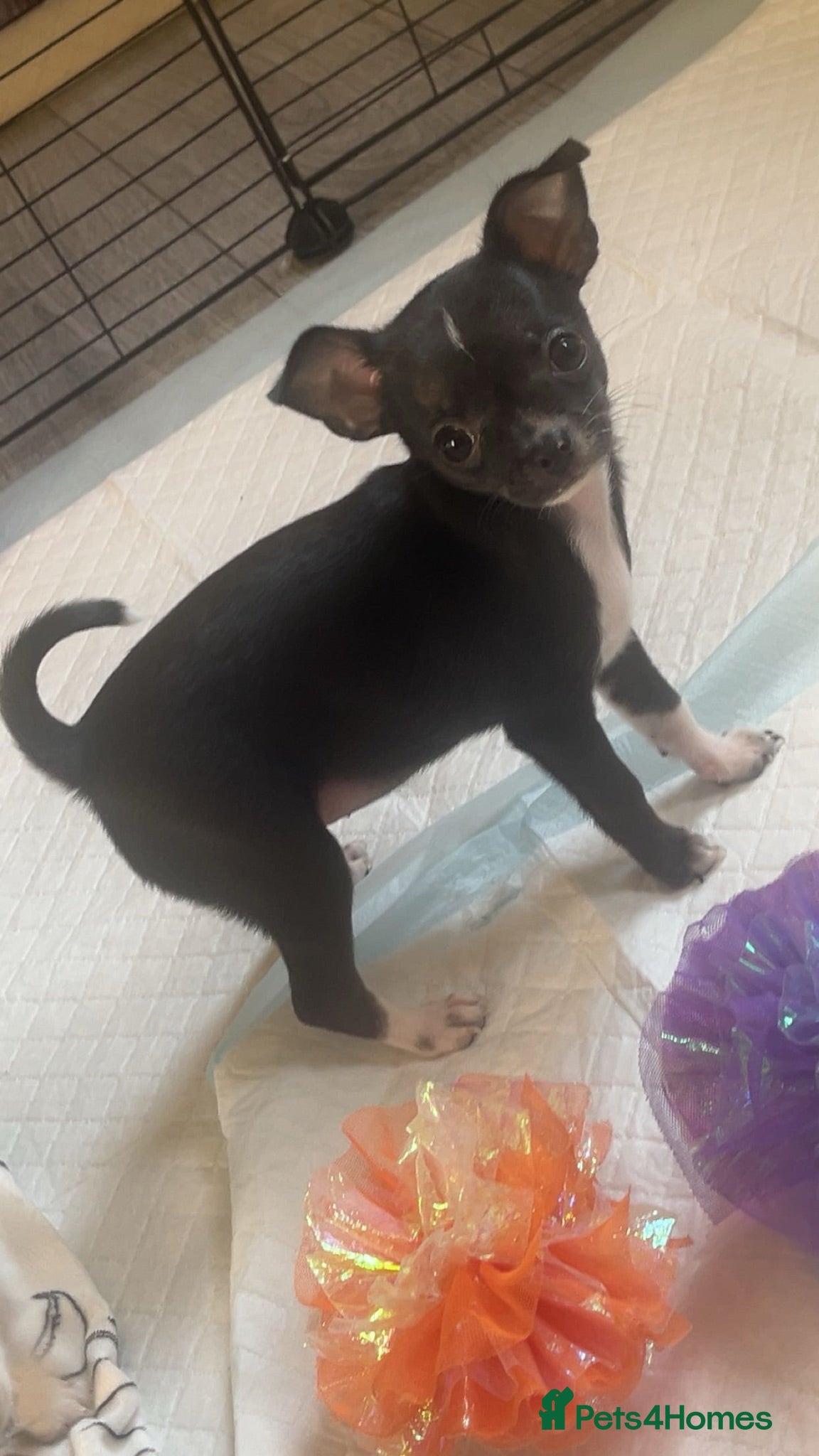Chihuahua dogs 3 chi pups looking for forever homes   - Advert 1